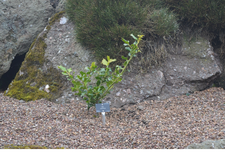 Plant Diplomacy: Opening of Siberian Section of Royal Botanic Garden