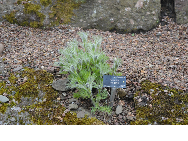 Plant Diplomacy: Opening of Siberian Section of Royal Botanic Garden